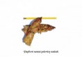 /album/veprove-zbozi-skladem/veprove-susene-poloviny-nozicek-jpg/